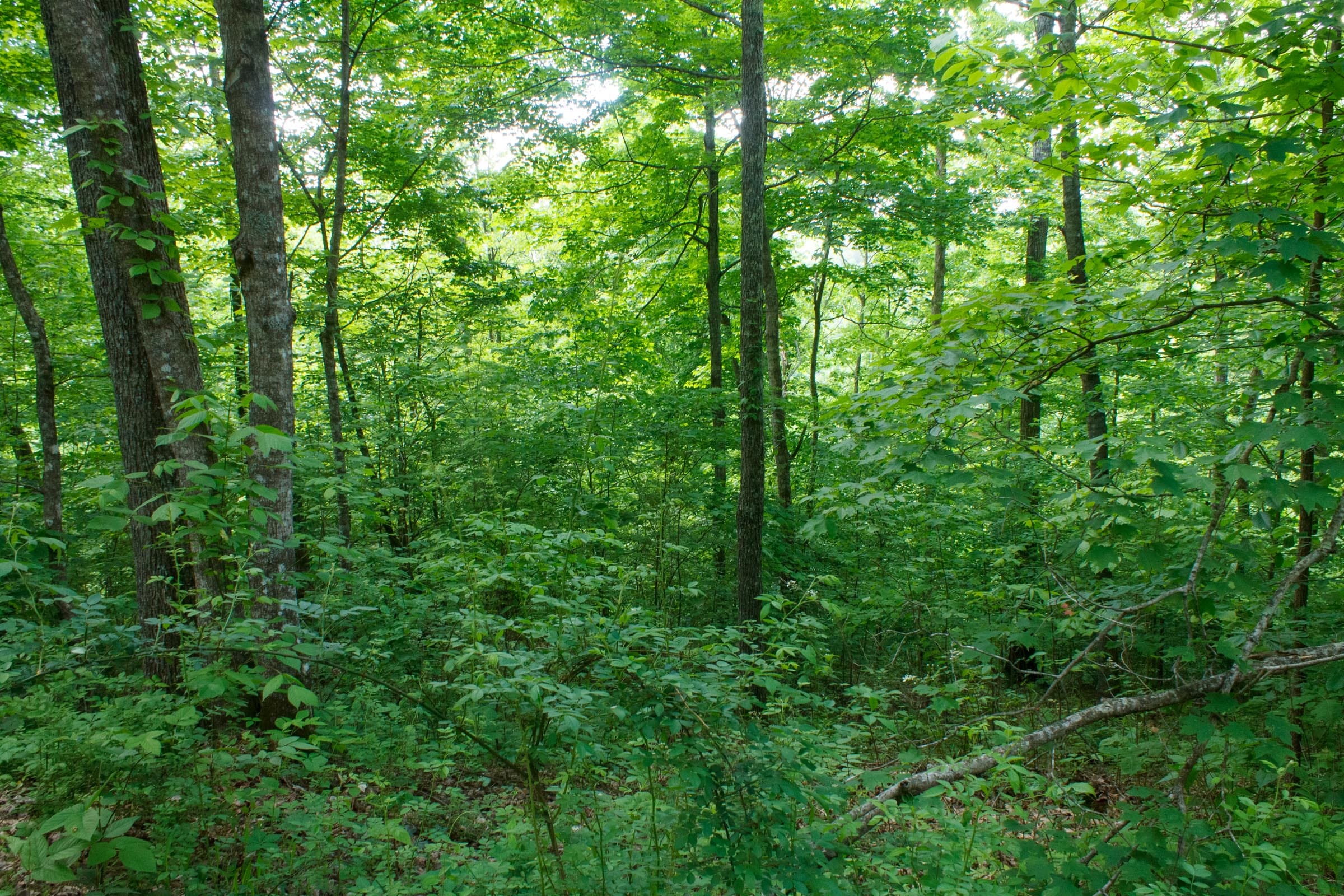 Riverbend Tract 3 photo 10