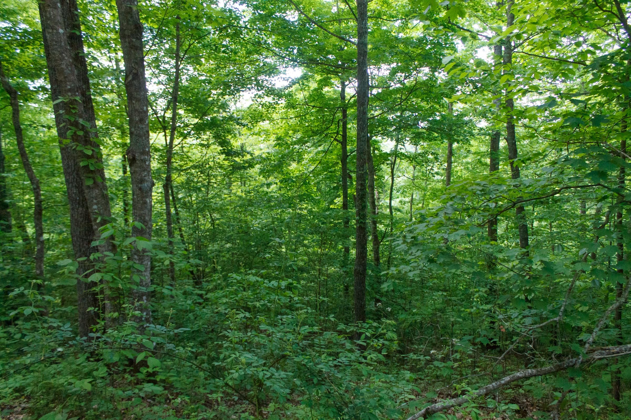 Riverbend Tract 3 photo 12