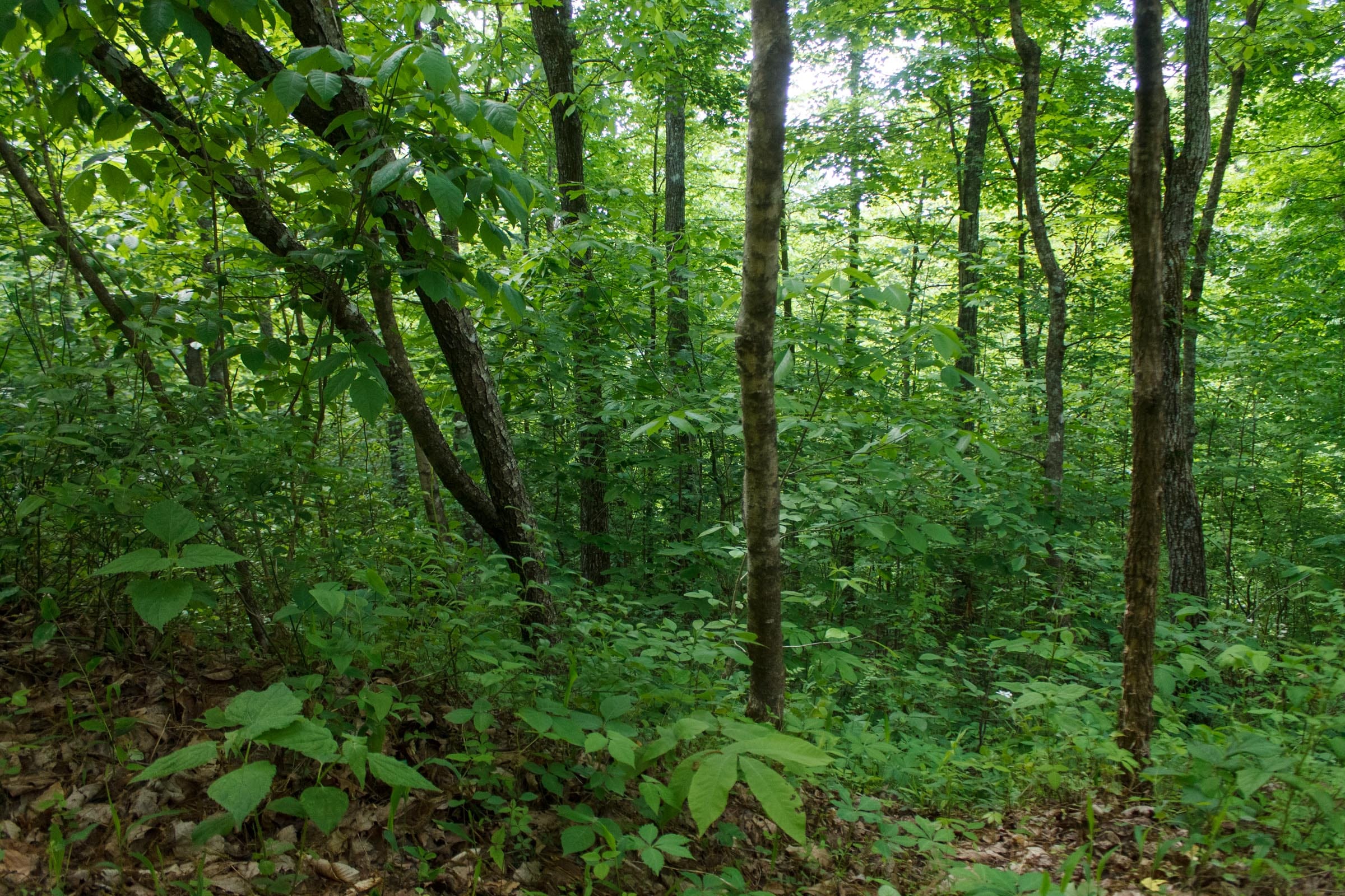 Riverbend Tract 3 photo 14