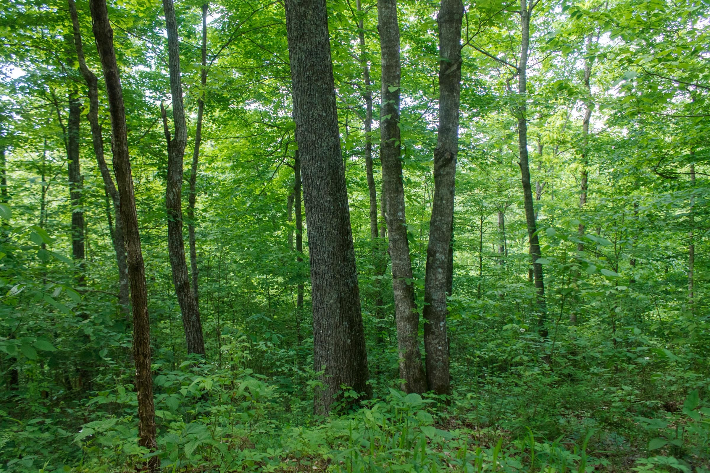 Riverbend Tract 3 photo 15