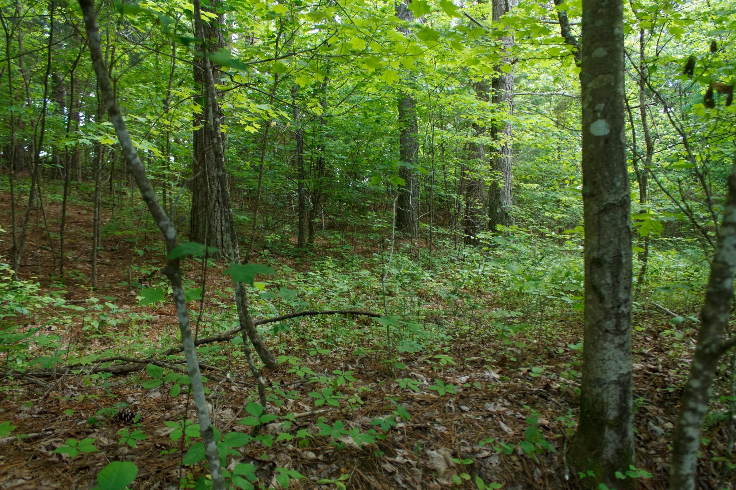 Riverbend Tract 3 photo 11