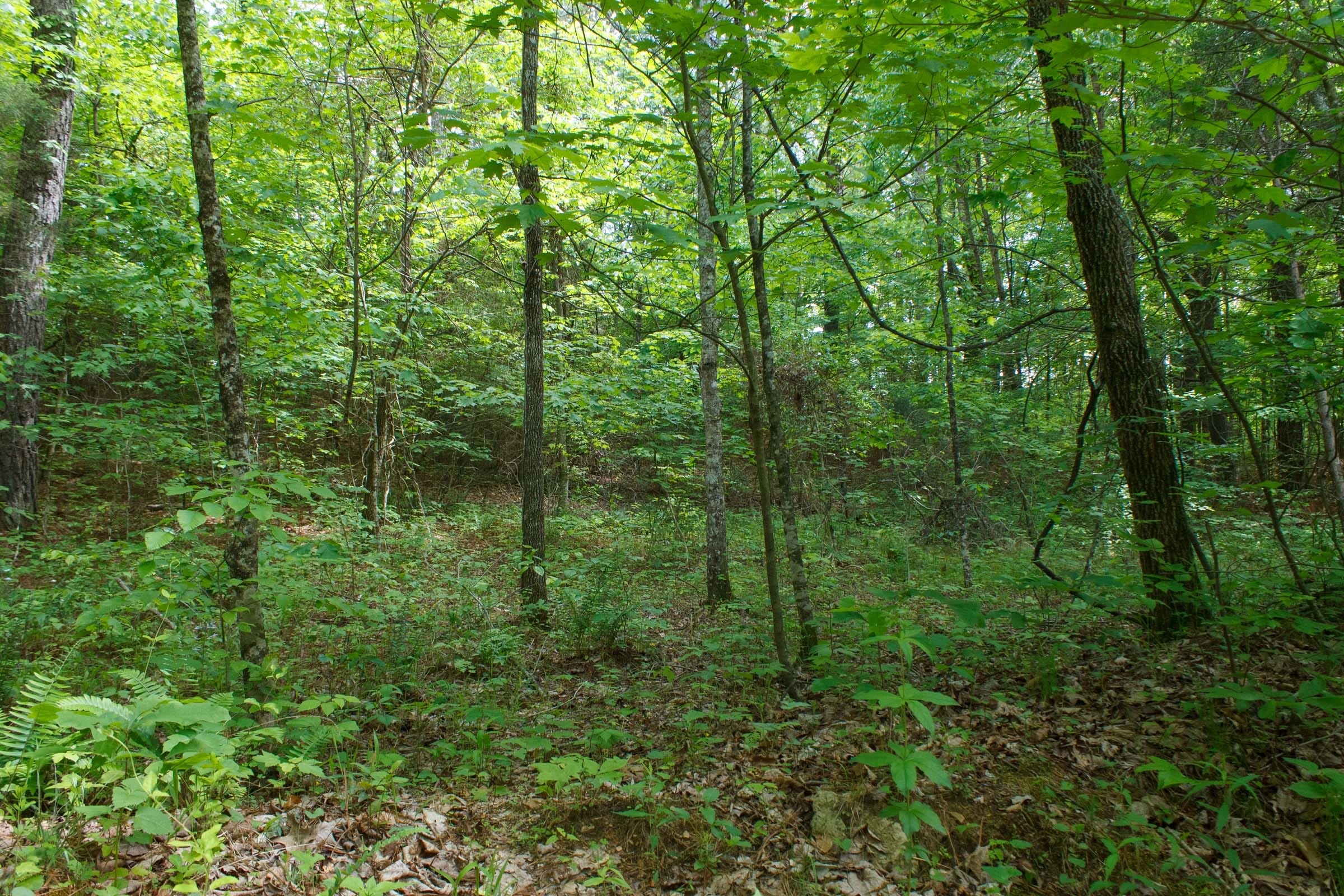 Riverbend Tract 3 photo 13