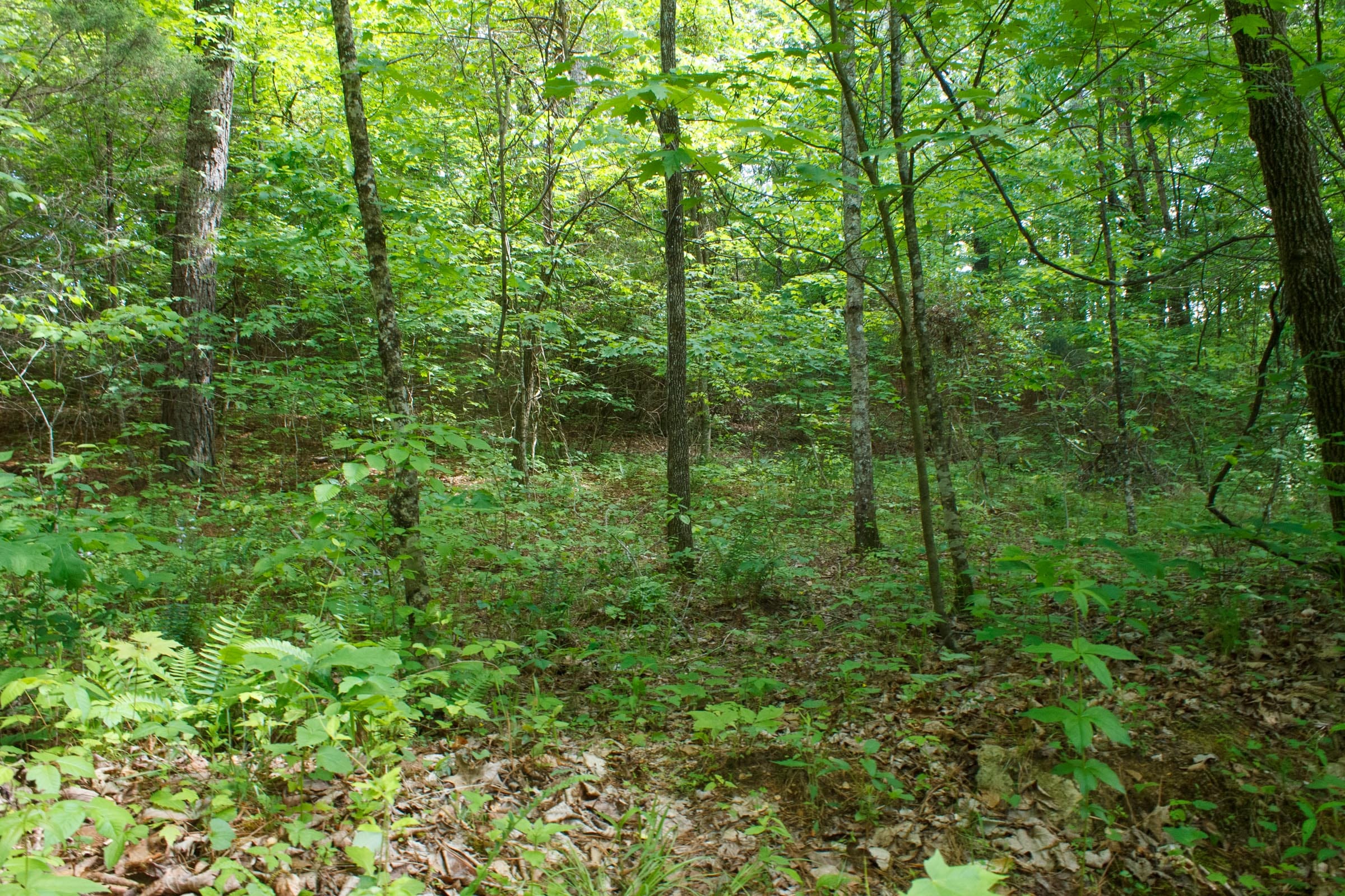 Riverbend Tract 3 photo 16