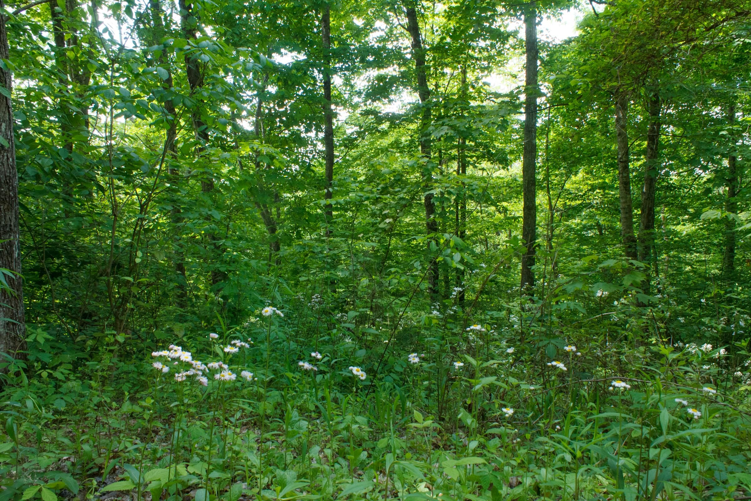 Riverbend Tract 3 photo 17