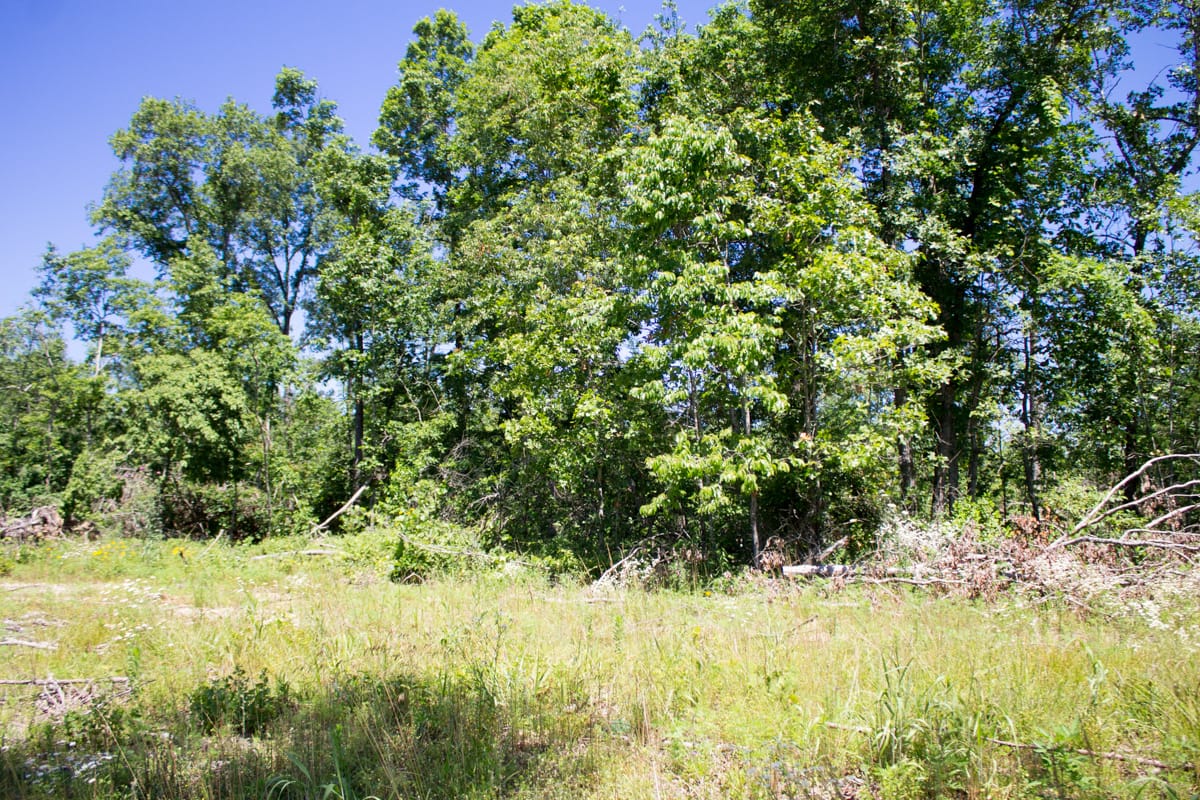 Timber Crossing Tract 19 photo 3
