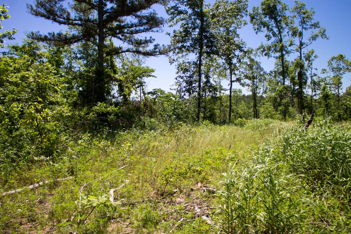 Timber Crossing Tract 19 photo 4