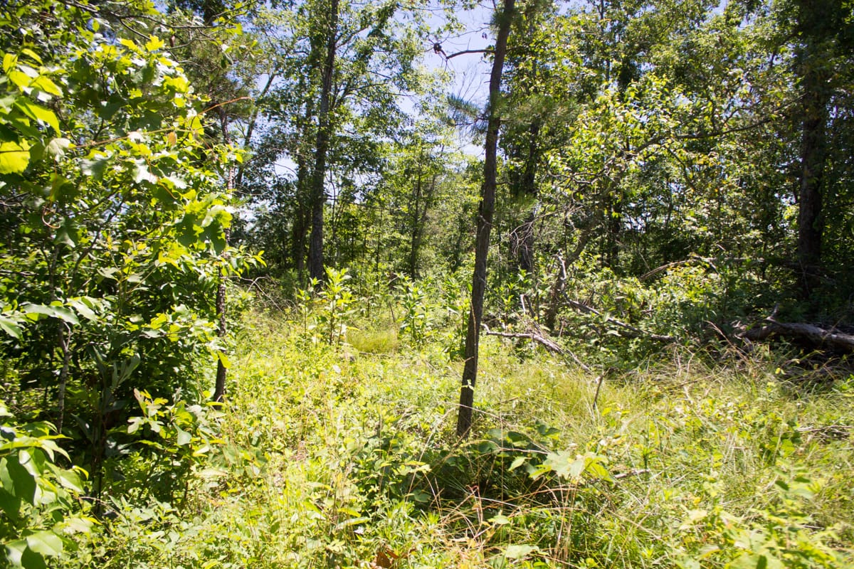 Timber Crossing Tract 19 photo 5