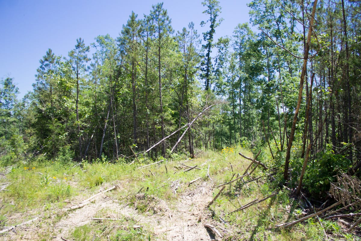 Timber Crossing Tract 19 photo 6