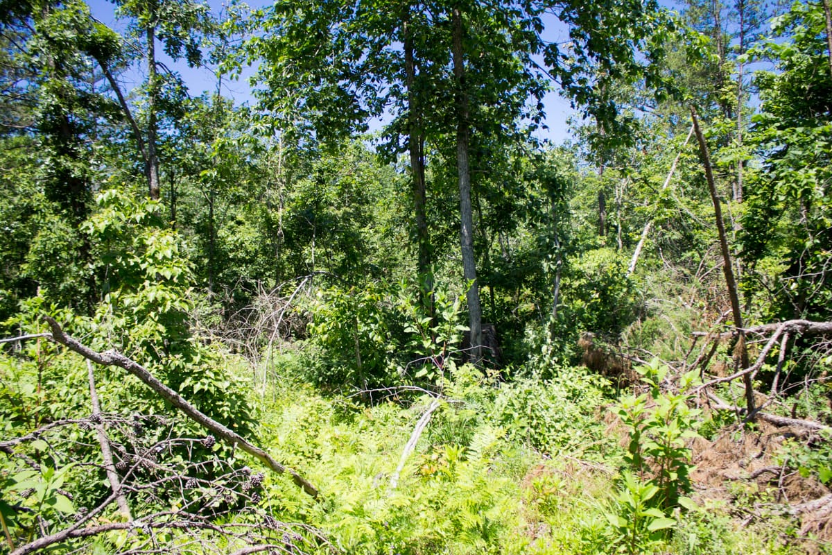 Timber Crossing Tract 19 photo 7