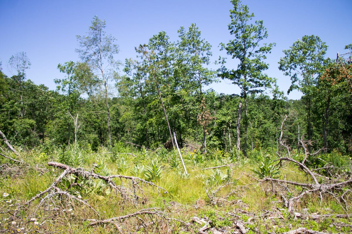 Timber Crossing Tract 19 photo 8