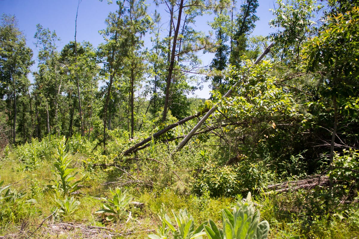 Timber Crossing Tract 19 photo 9