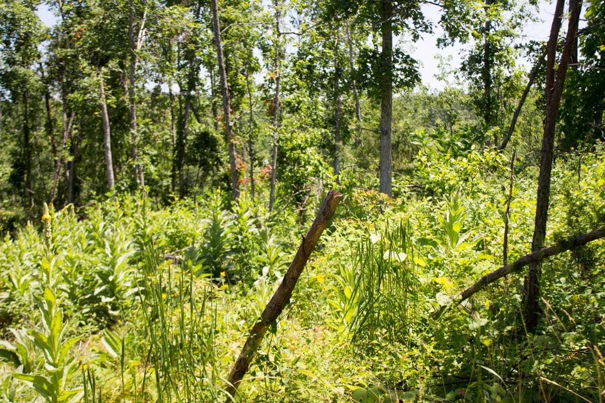 Timber Crossing Tract 19 photo 10