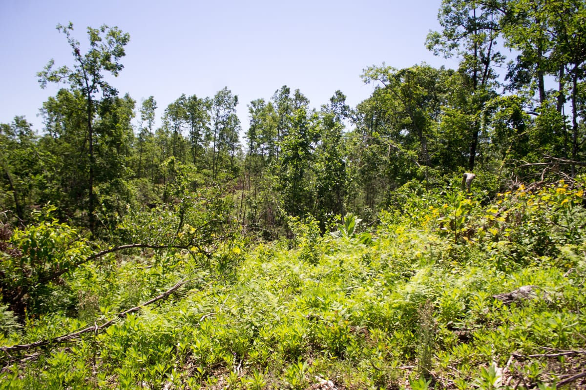 Timber Crossing Tract 19 photo 11