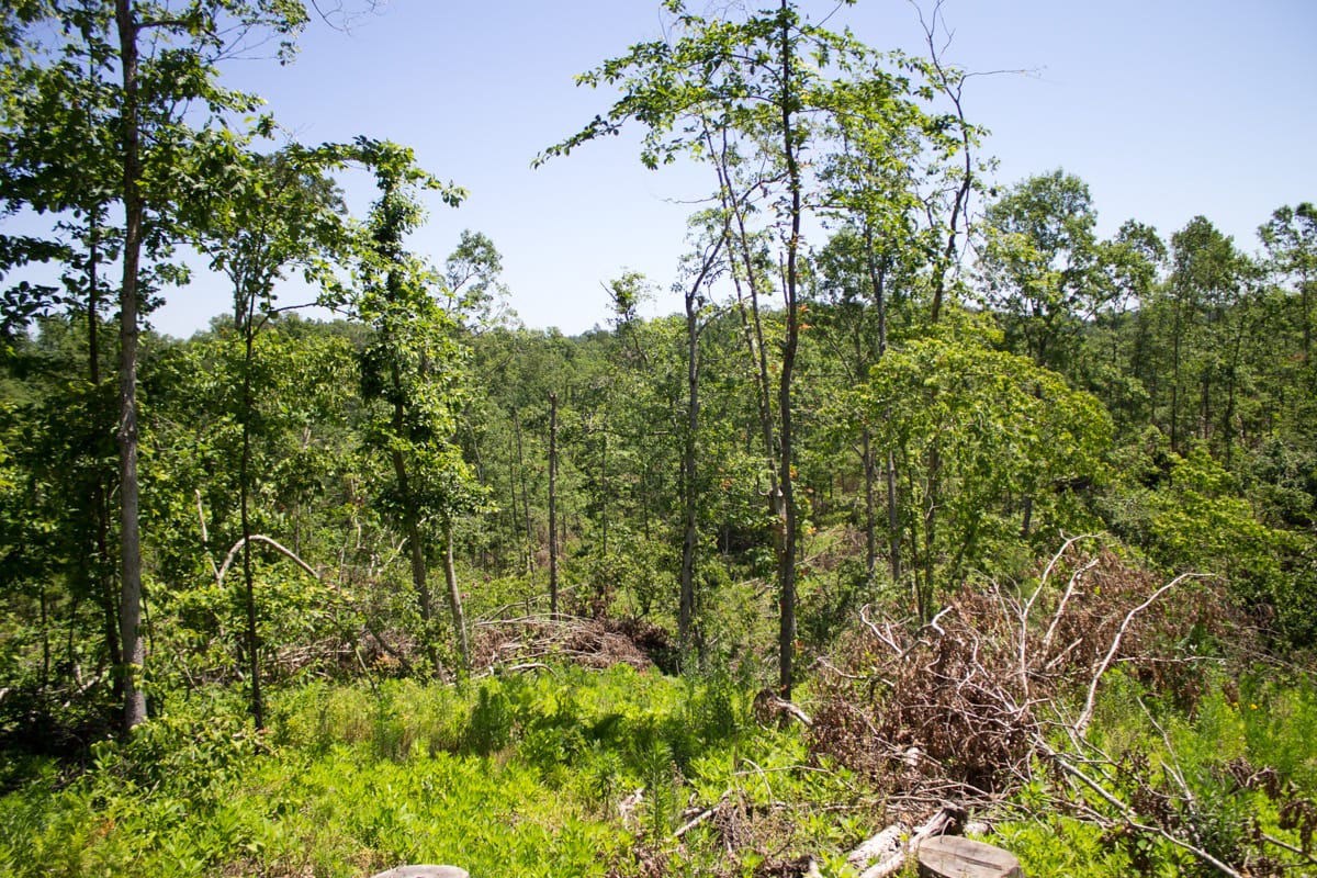 Timber Crossing Tract 19 photo 12