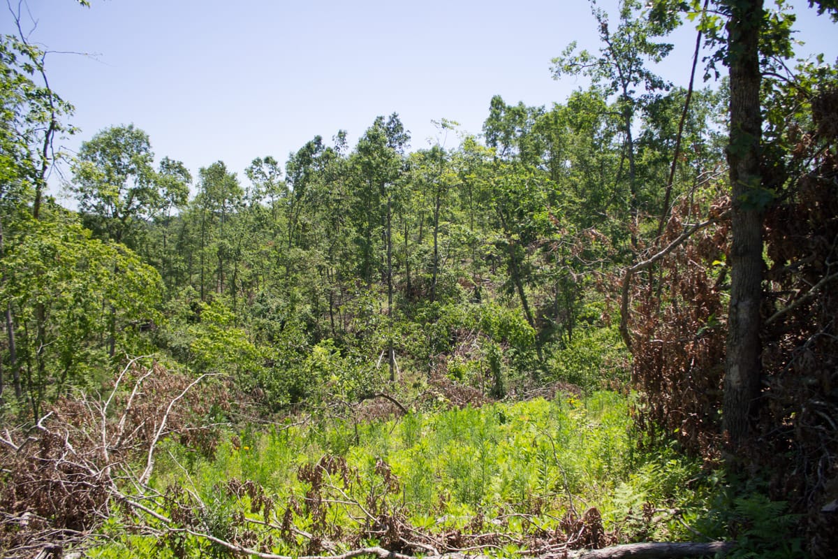 Timber Crossing Tract 19 photo 13
