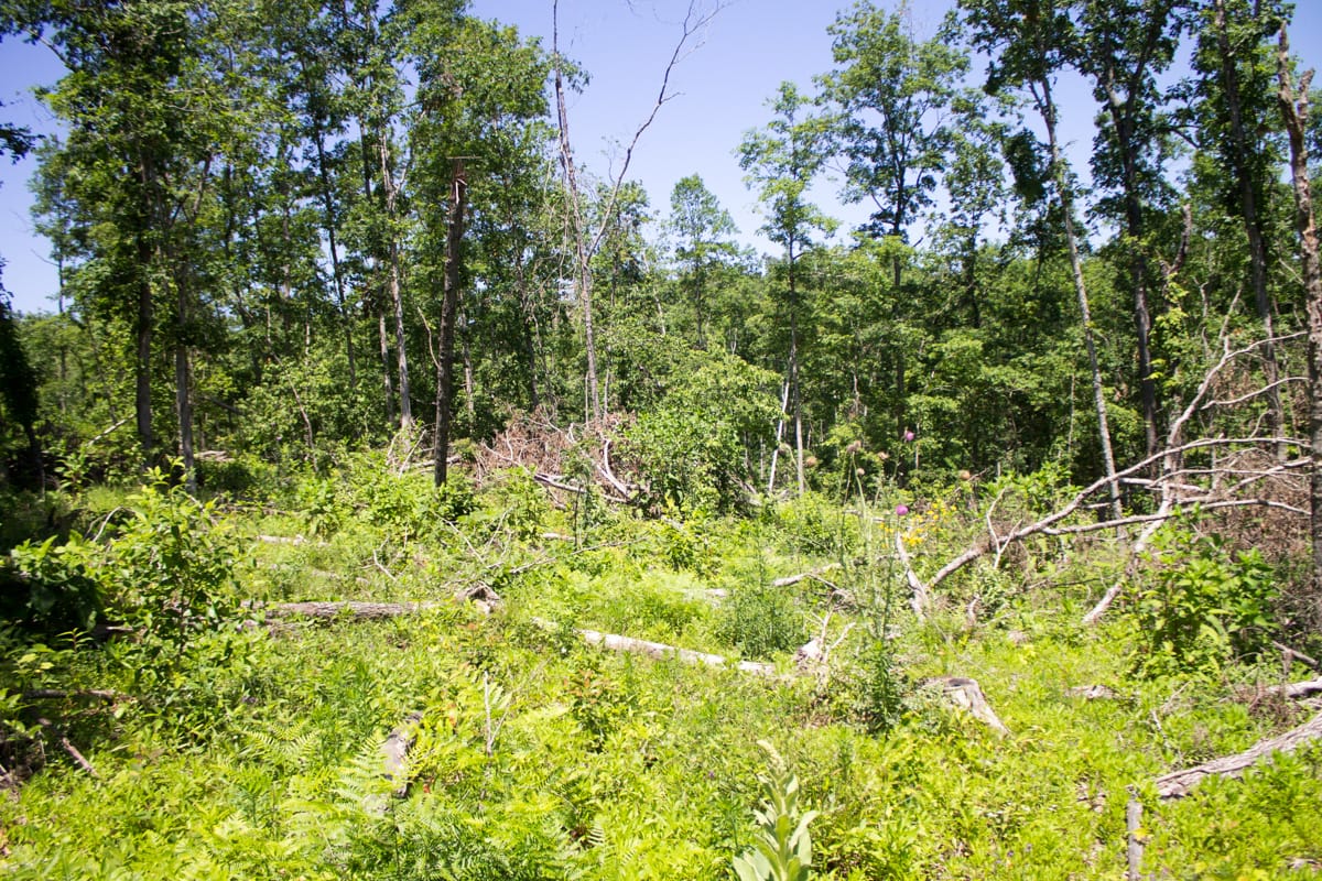 Timber Crossing Tract 19 photo 14