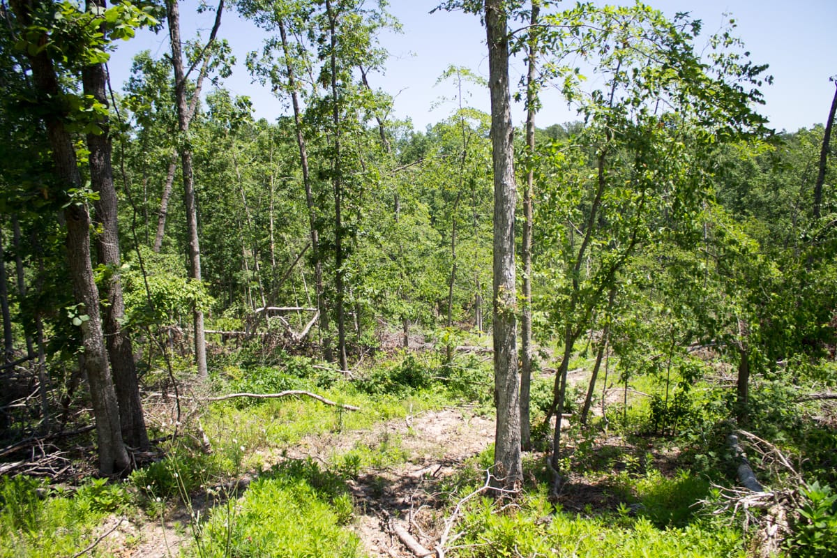 Timber Crossing Tract 19 photo 15
