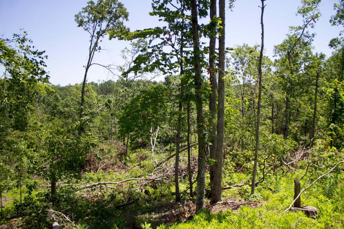 Timber Crossing Tract 19 photo 1