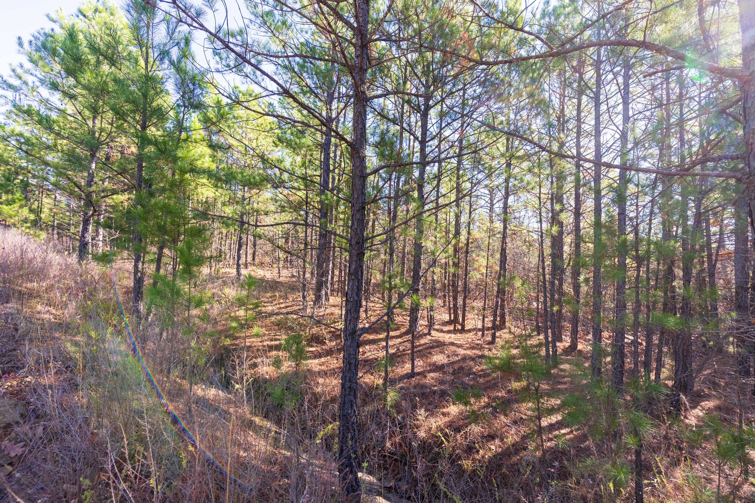 Stone Bridge Reserve Tract 4 photo 5