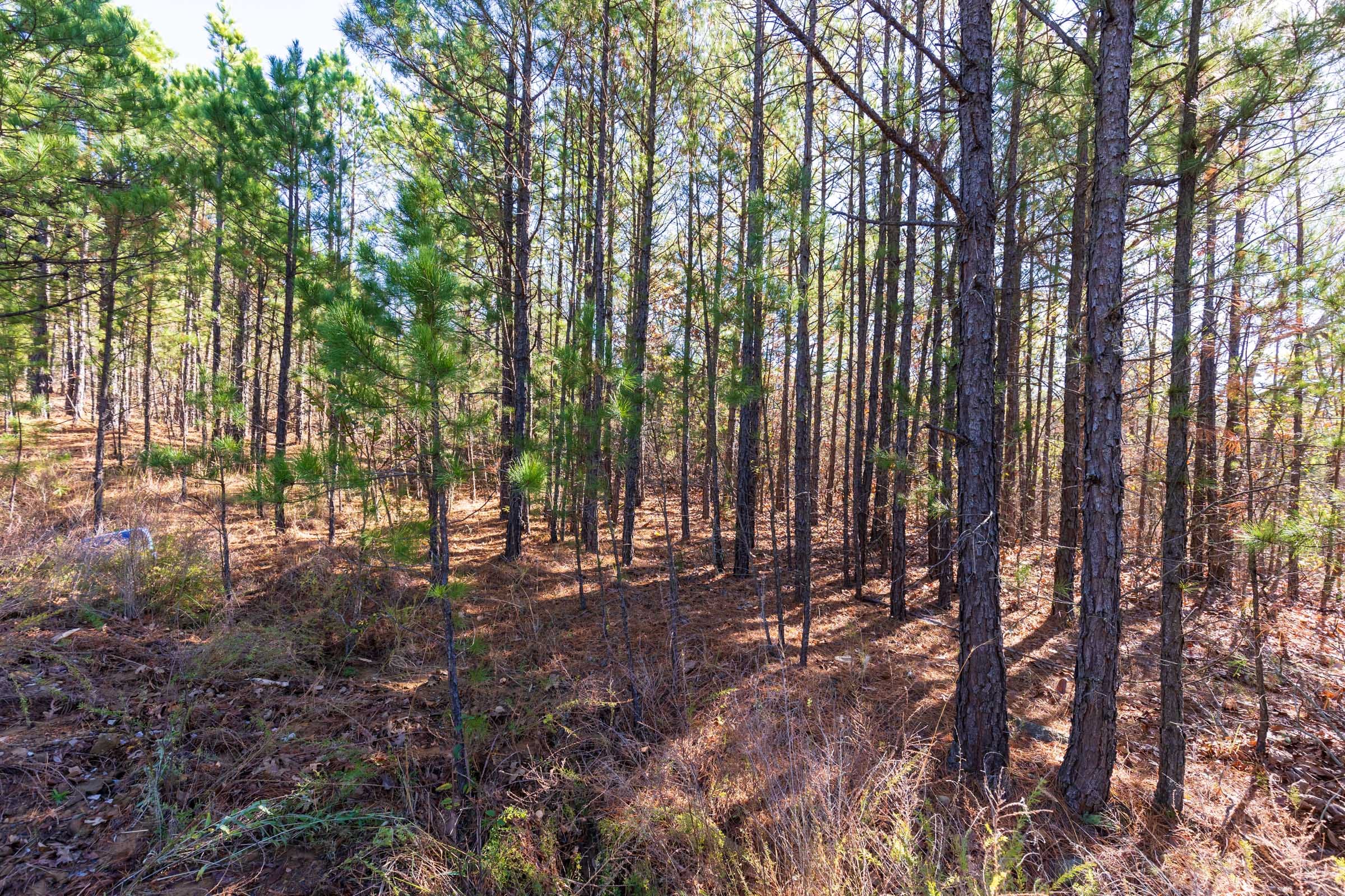Stone Bridge Reserve Tract 4 photo 2