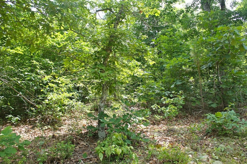 Green Mountain Ranch Tract 47 photo 2