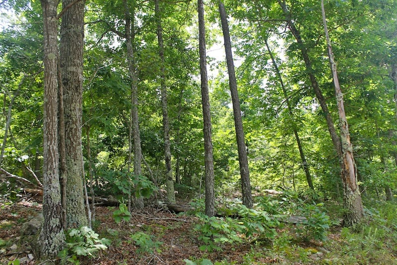 Green Mountain Ranch Tract 47 photo 3