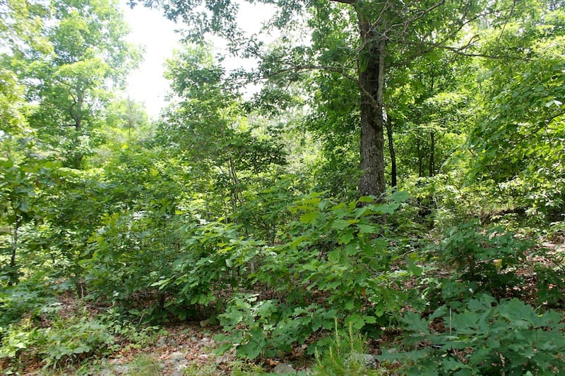 Green Mountain Ranch Tract 47 photo 4