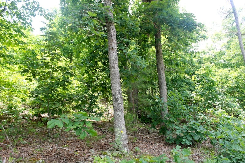 Green Mountain Ranch Tract 47 photo 5