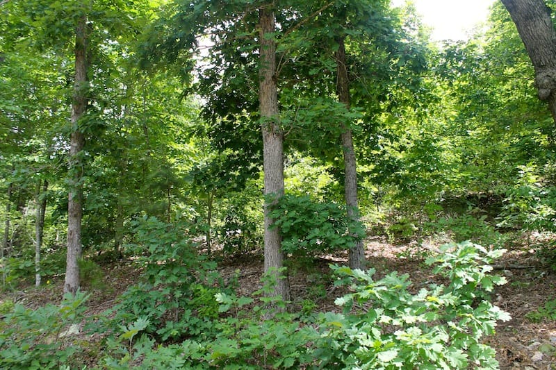 Green Mountain Ranch Tract 47 photo 6