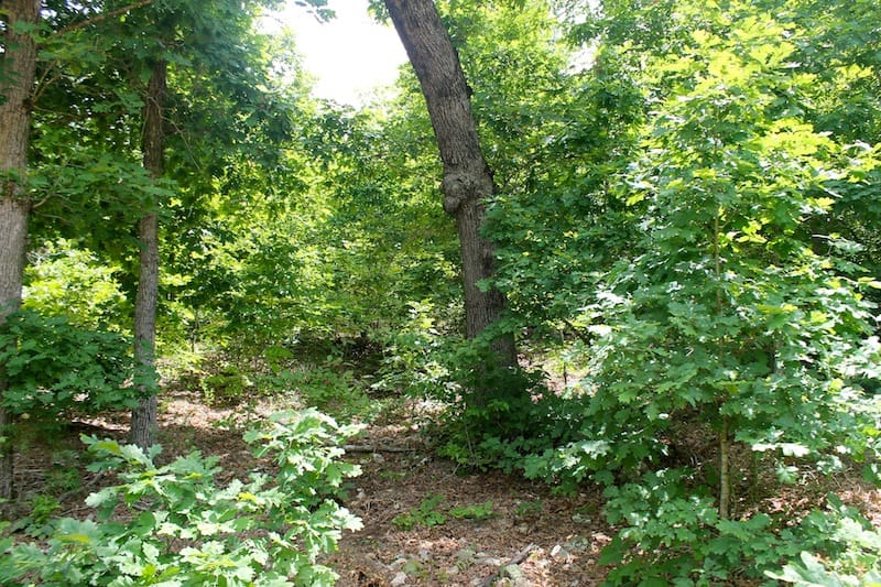 Green Mountain Ranch Tract 47 photo 7