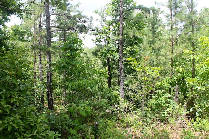 Green Mountain Ranch Tract 47 photo 9
