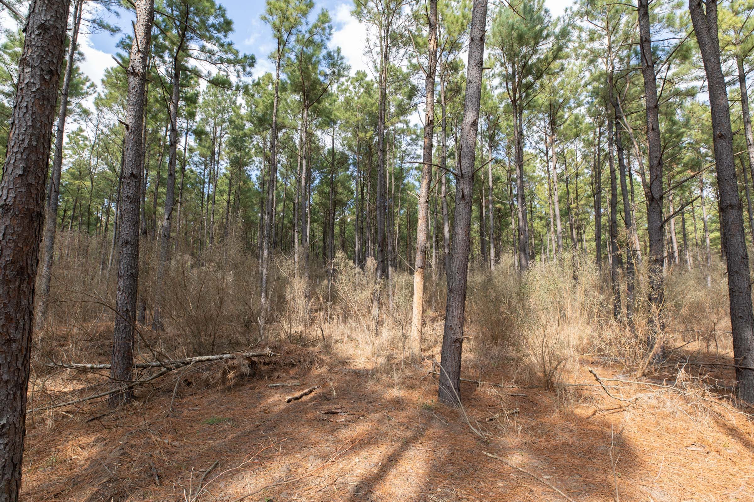 Wishing Star Ranch Tract 53 photo 4