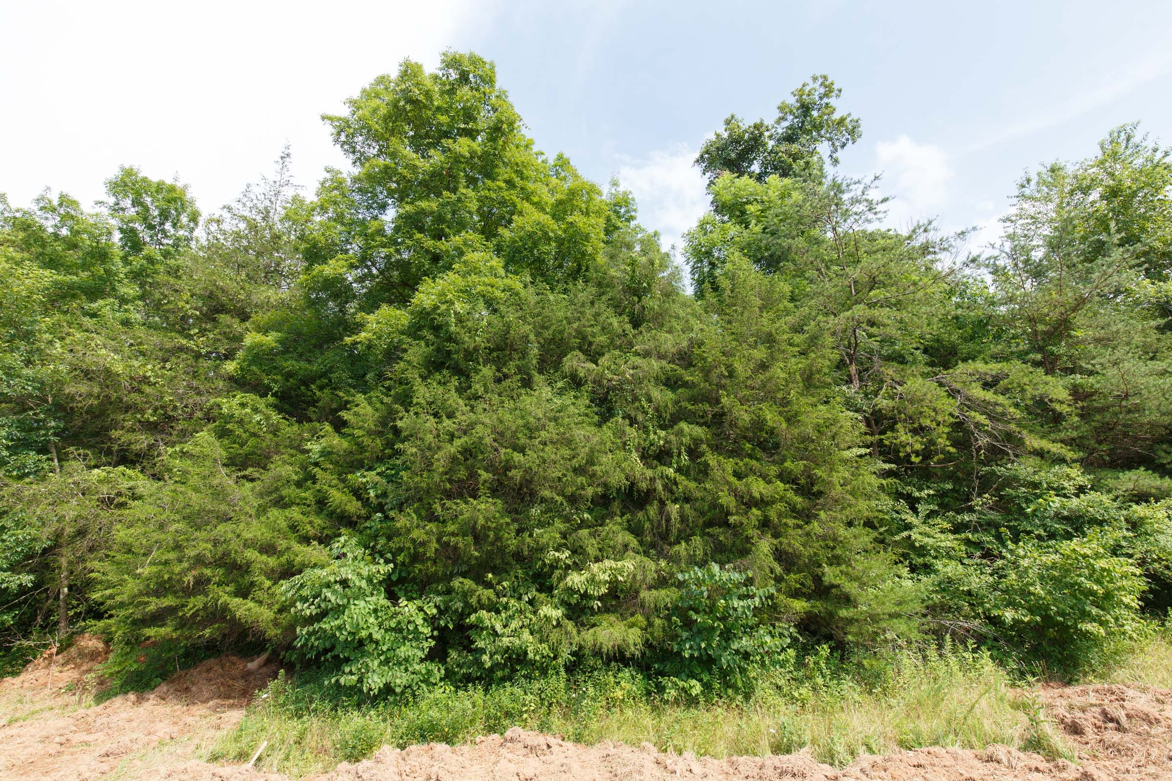 Rolling Hills Tract 28 photo 2
