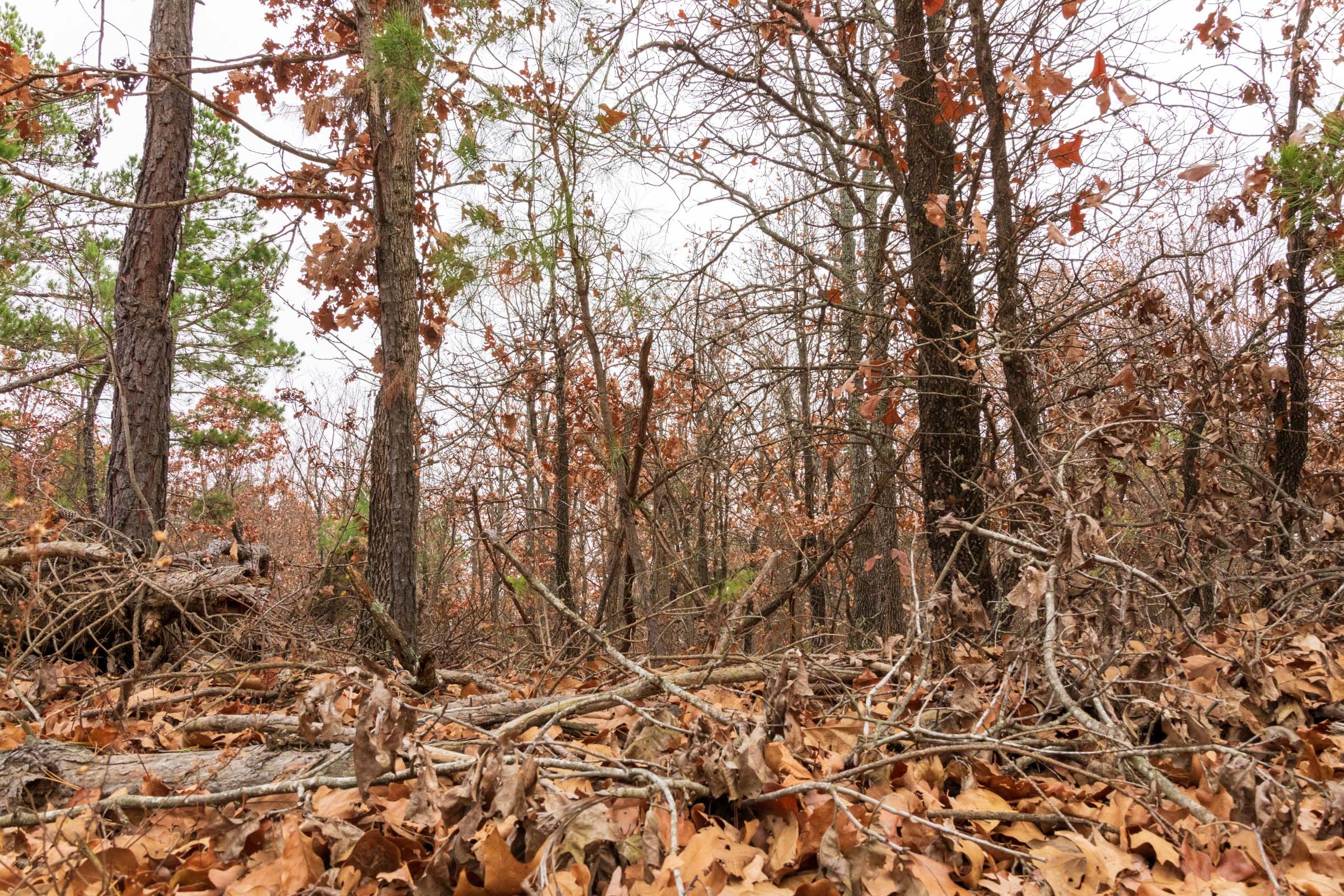 Carter’s Crossing Tract 1 photo 2