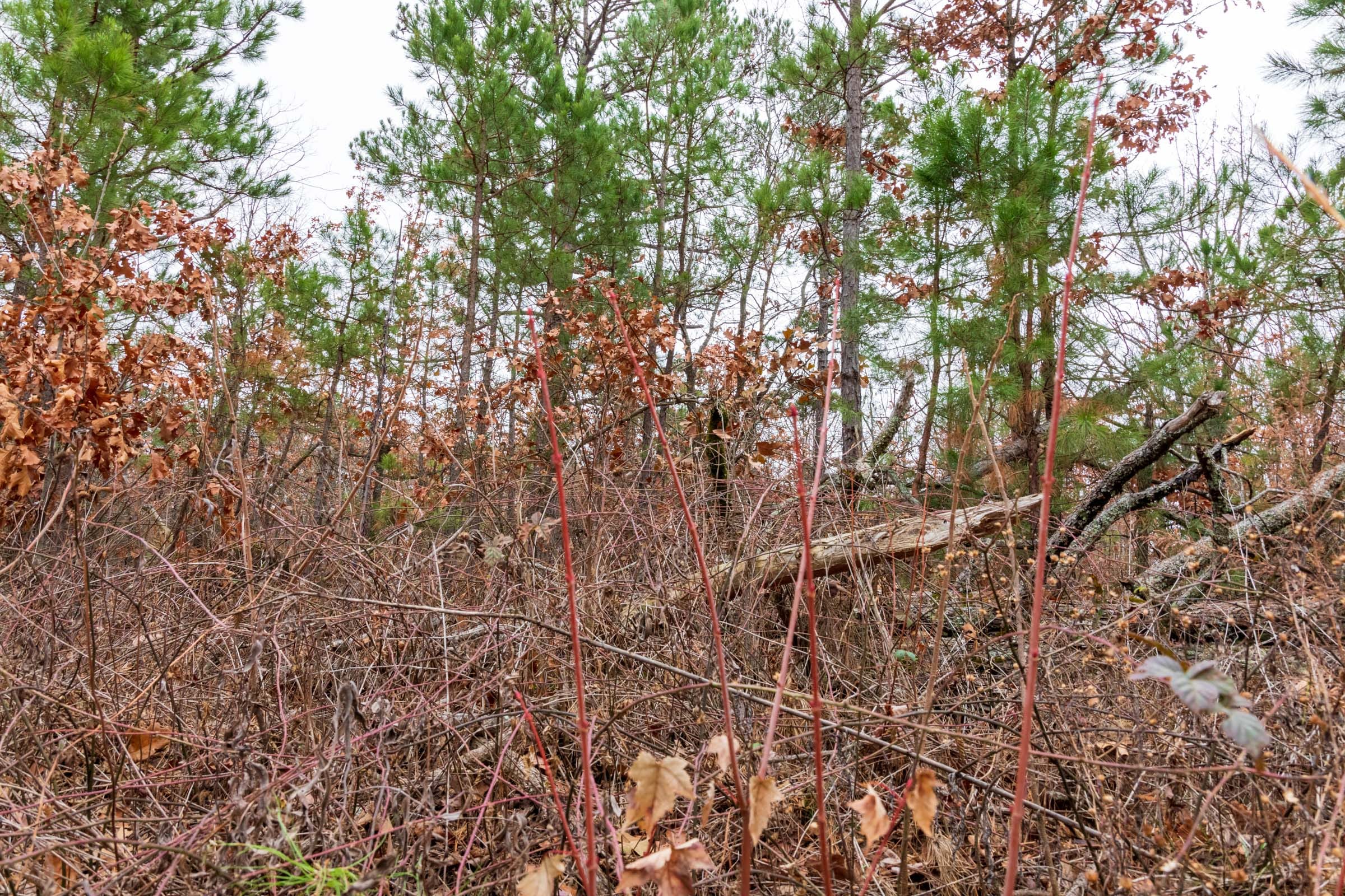 Carter’s Crossing Tract 1 photo 3