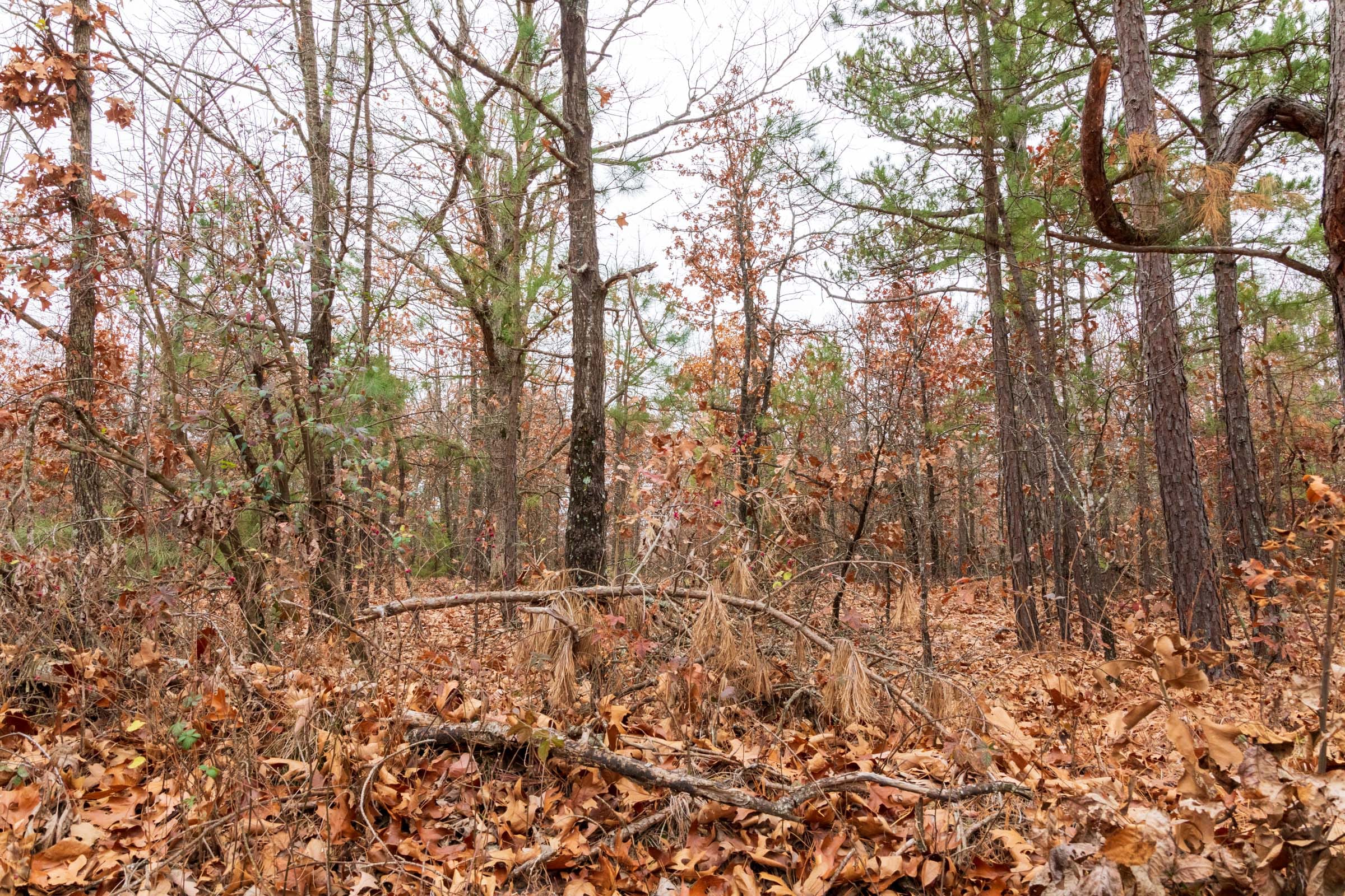 Carter’s Crossing Tract 1 photo 5