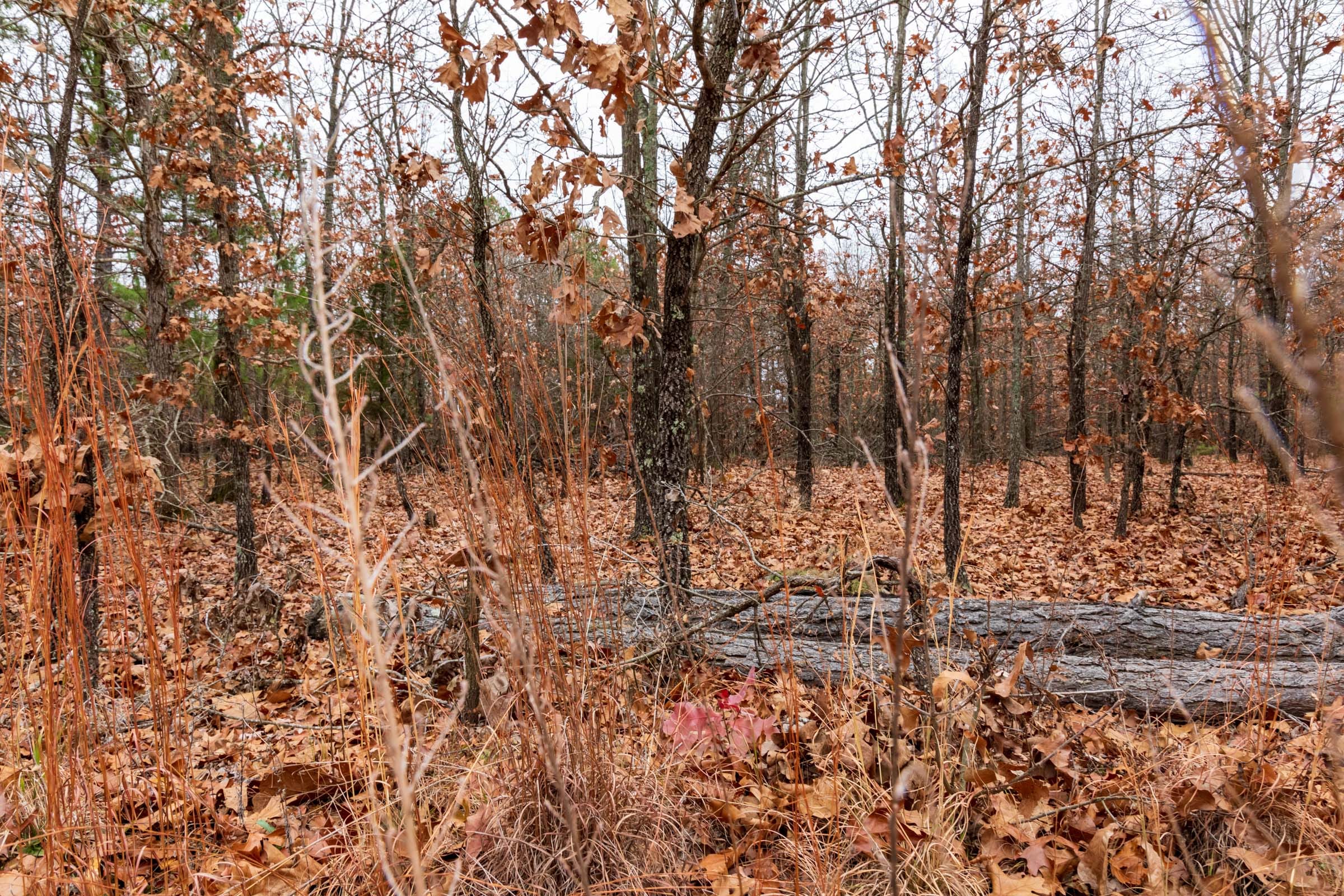 Carter’s Crossing Tract 1 photo 6