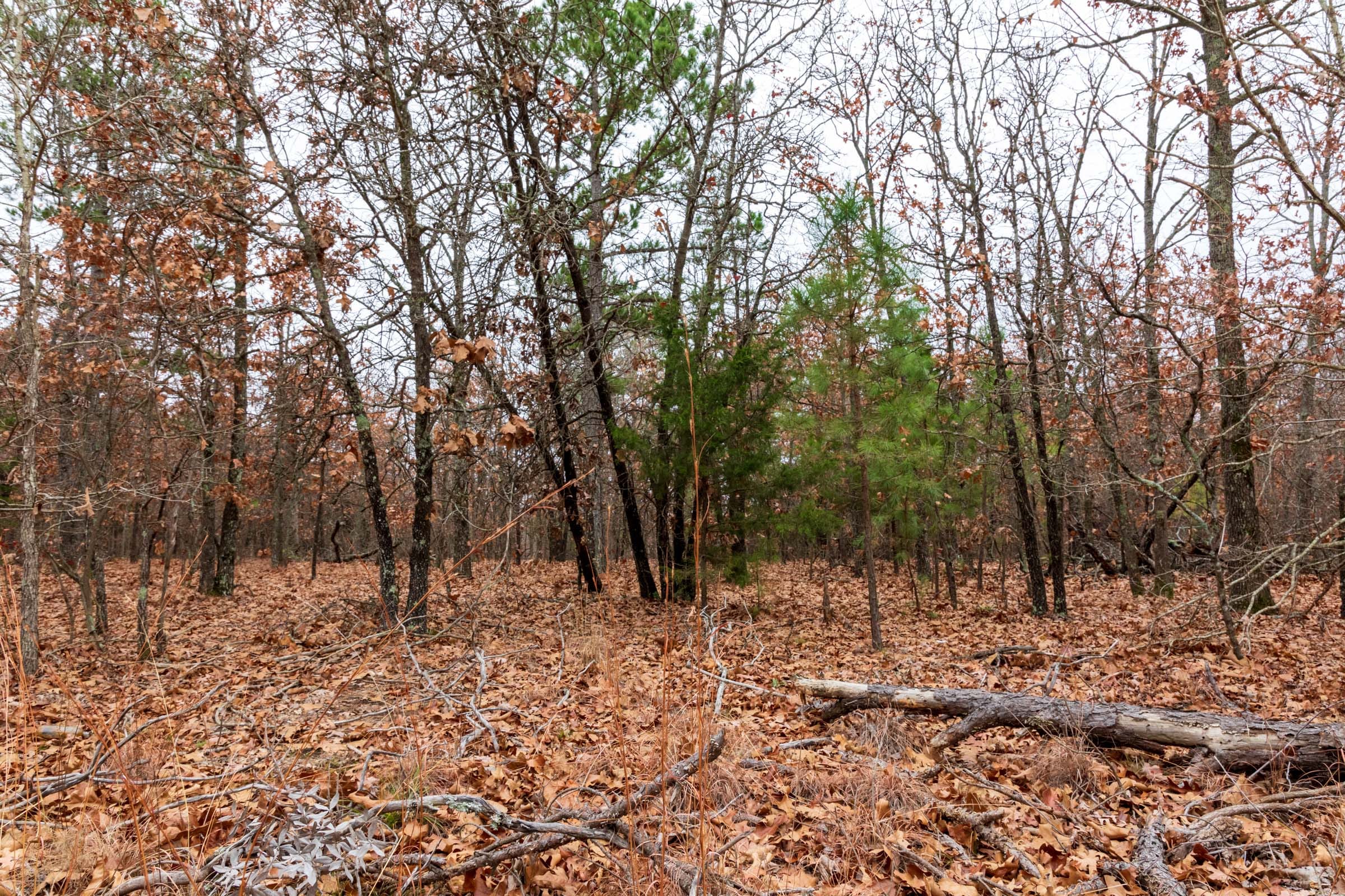 Carter’s Crossing Tract 1 photo 7