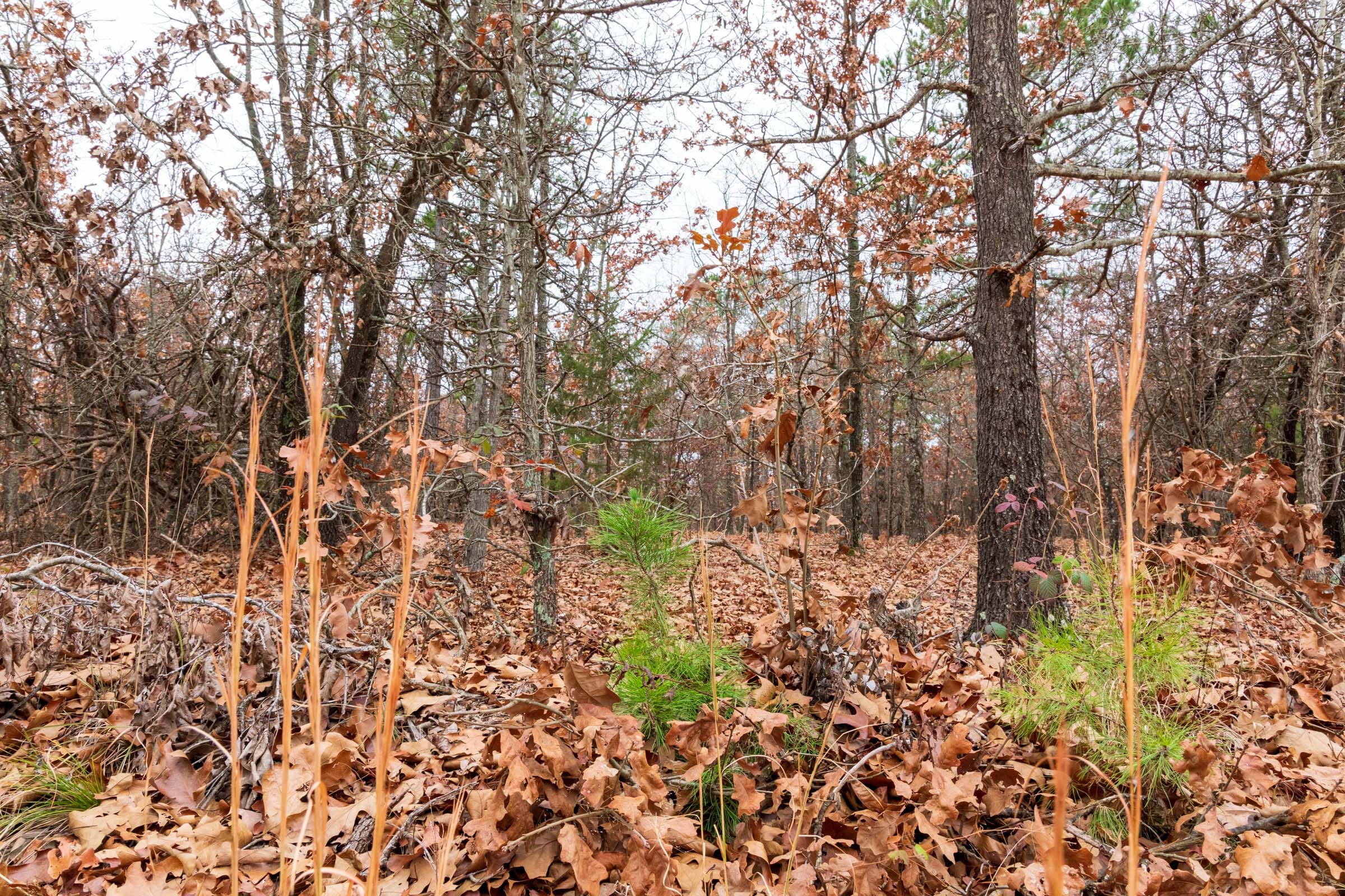 Carter’s Crossing Tract 1 photo 9