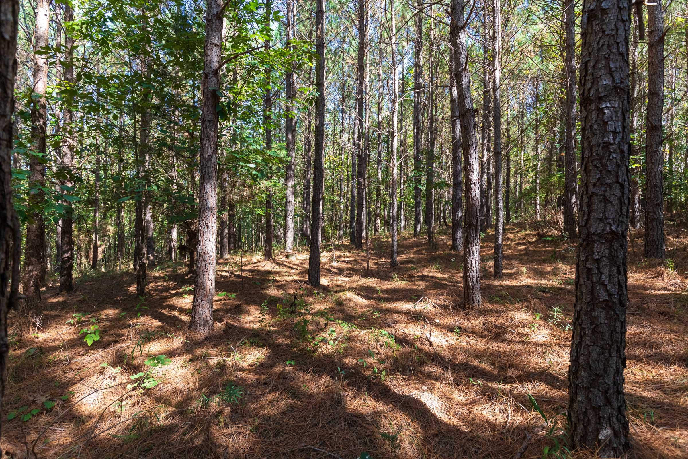 Bear Brook Tract 17 photo 2