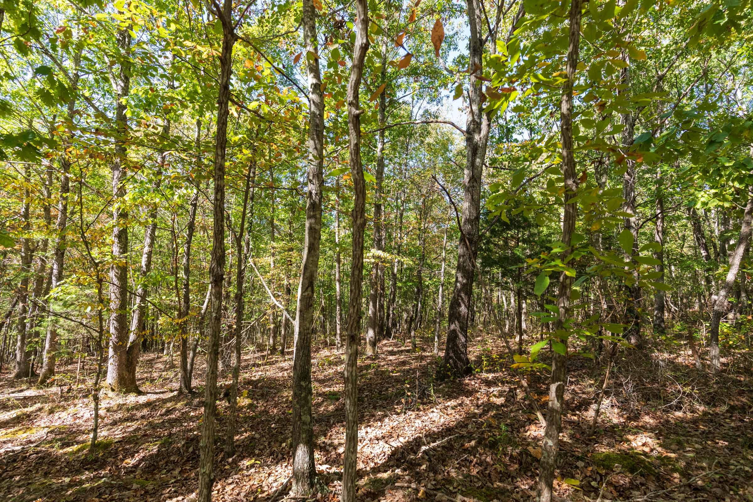 Bear Brook Tract 17 photo 8