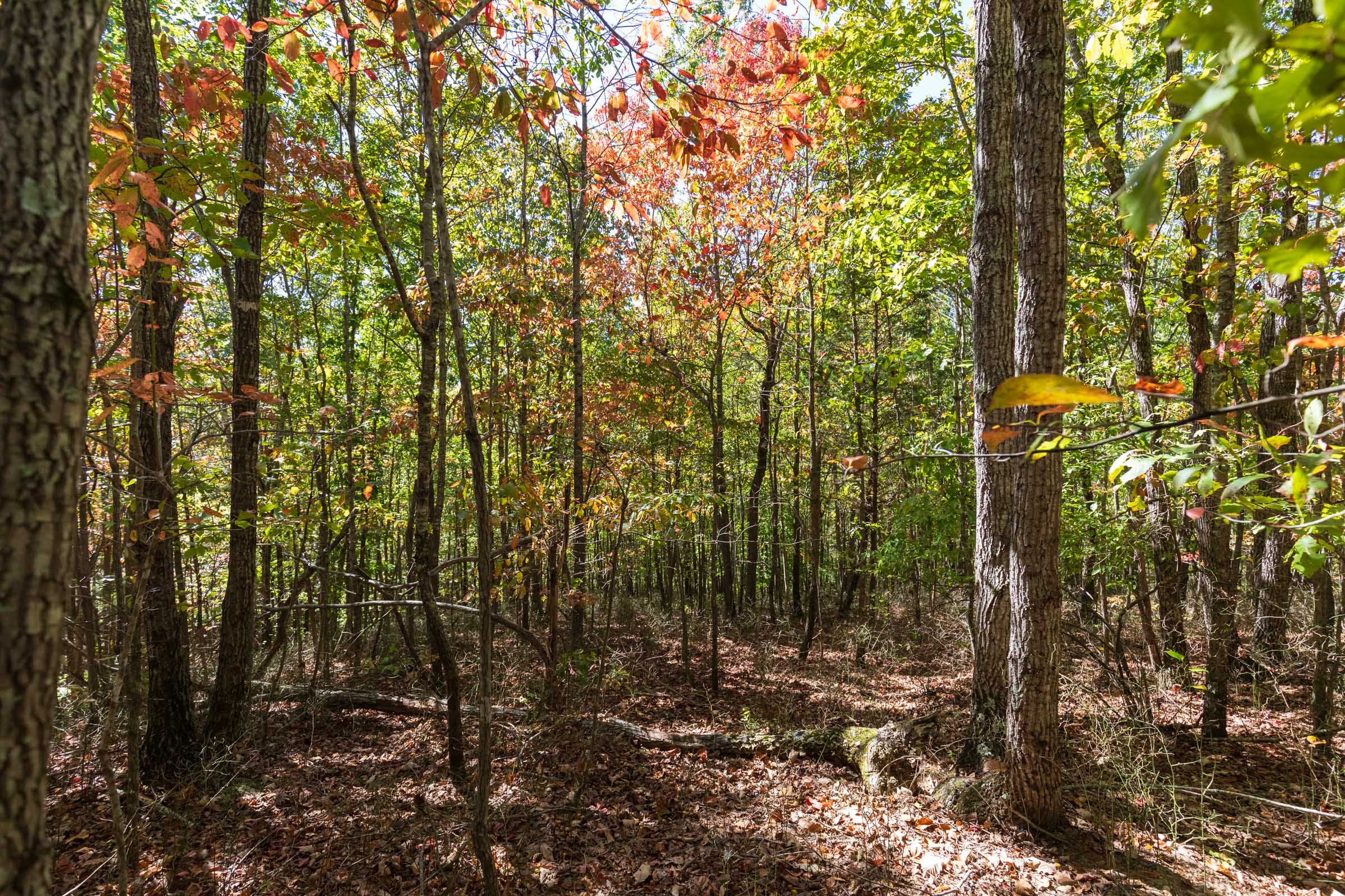 Bear Brook Tract 17 photo 5
