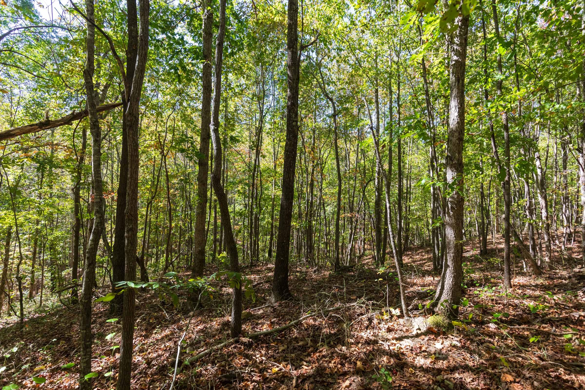 Bear Brook Tract 17 photo 10