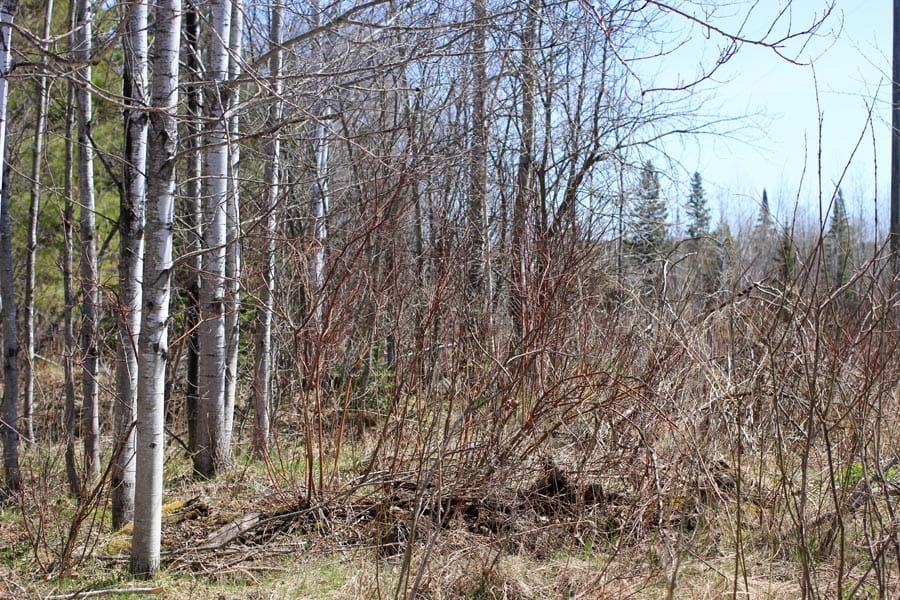 Abby Point Tract 16 photo 5