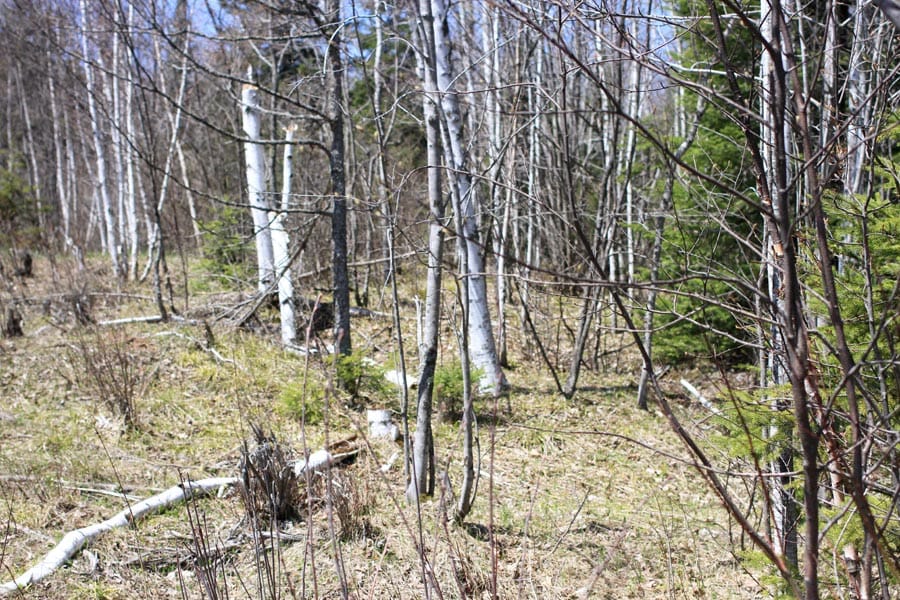 Abby Point Tract 16 photo 11