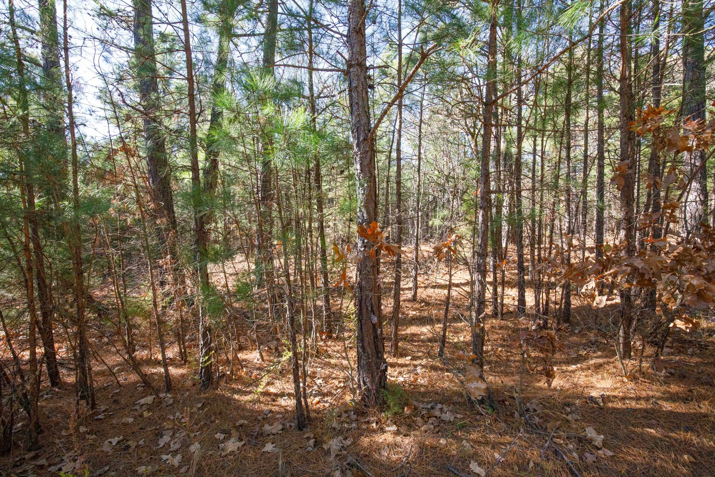 Stone Bridge Phase II Tract 103 photo 6