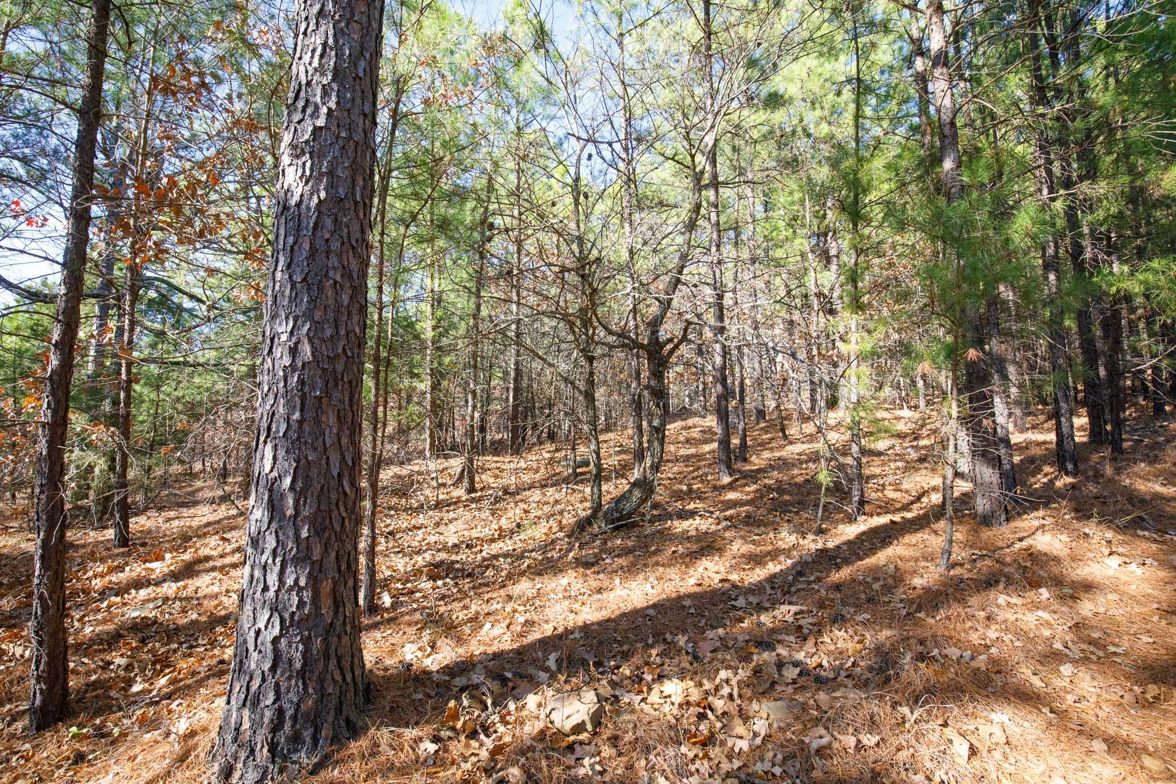 Stone Bridge Phase II Tract 103 photo 10