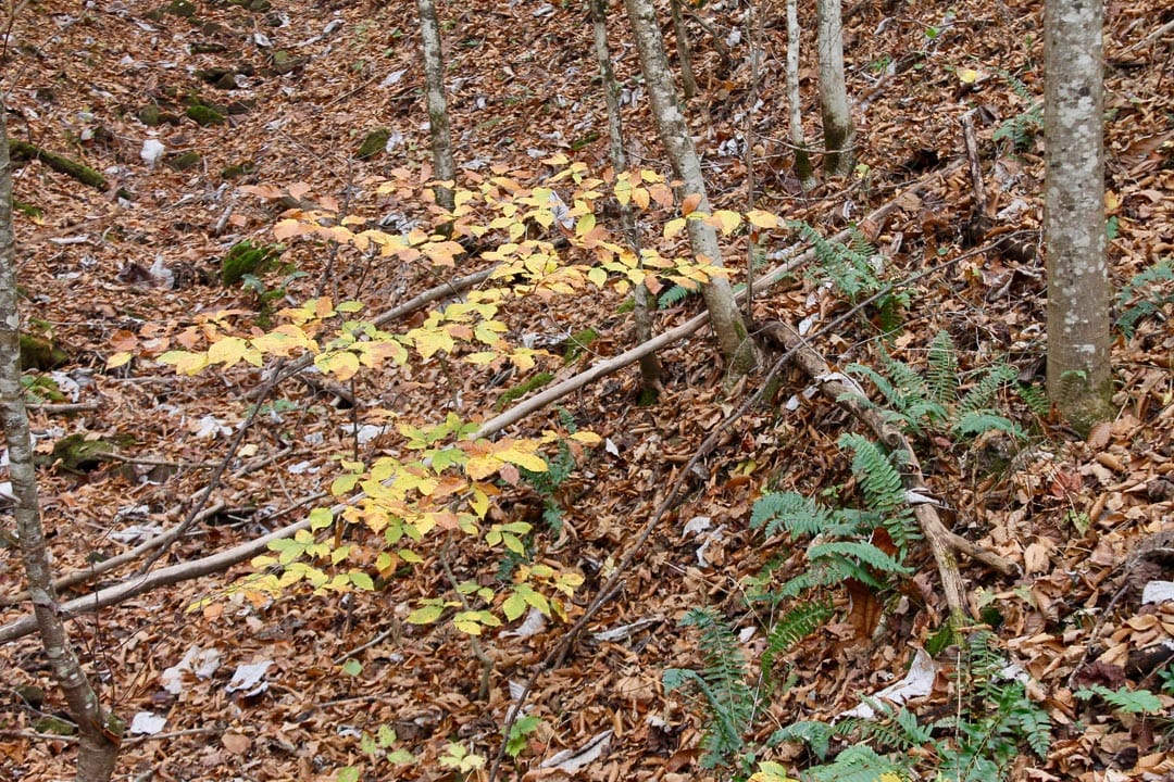Autumn Ridge Tract 16 photo 5