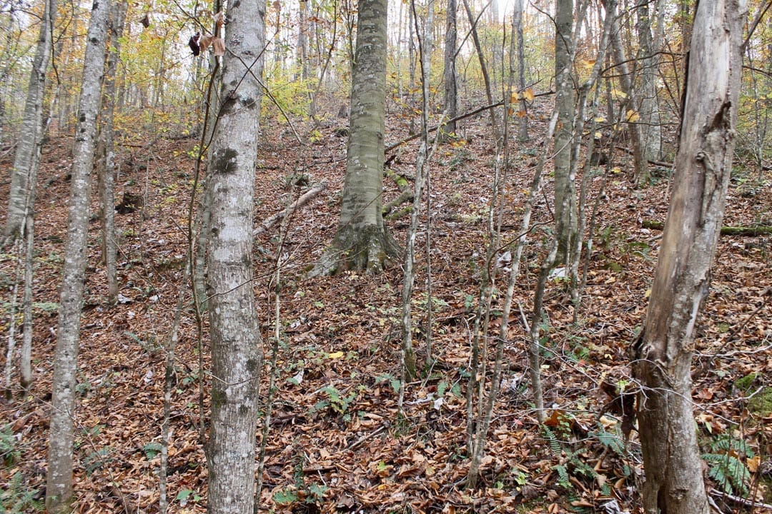 Autumn Ridge Tract 16 photo 6