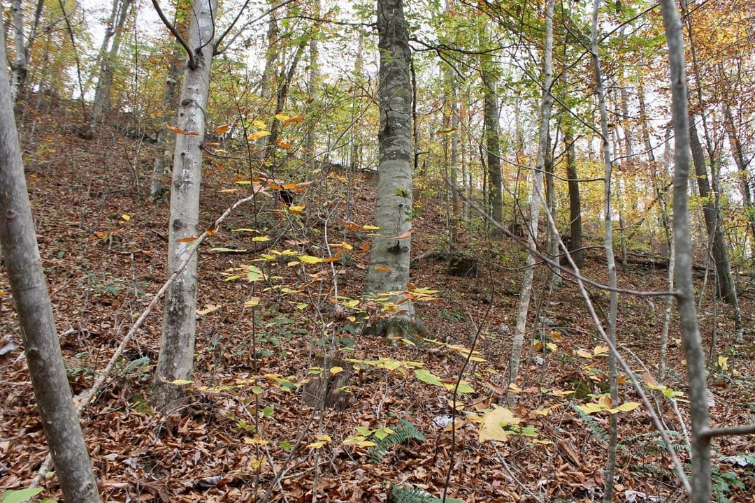 Autumn Ridge Tract 16 photo 13